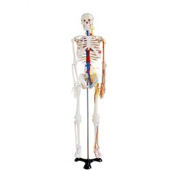 Szkielety człowieka