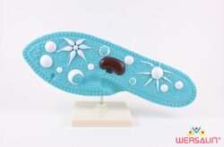 Model Pantofelka Paramecium