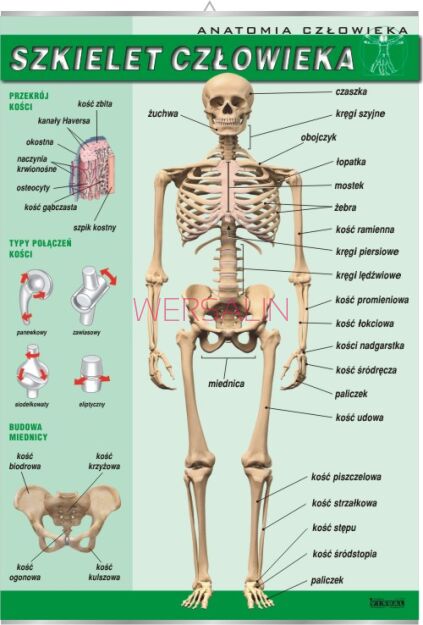 Szkielet człowieka