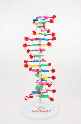 Model DNA 