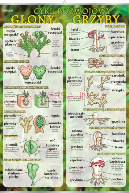 Glony i grzyby - cykl rozwojowy