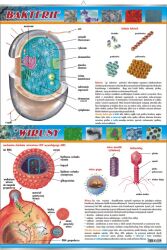 Mikrobiologia i zdrowie człowieka