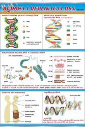 Budowa i replikacja DNA