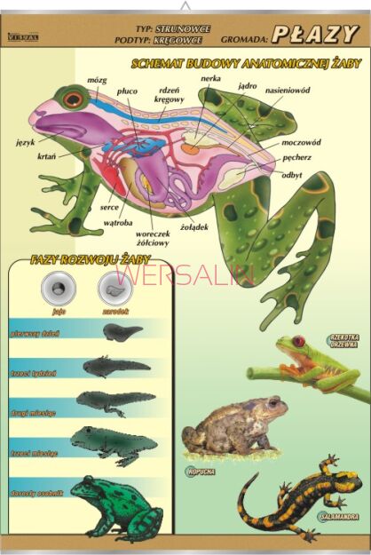 Płazy - budowa anatomiczna