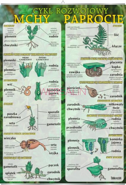Mchy i paprocie - cykl rozwojowy
