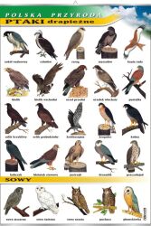 Ptaki drapieżne - polska przyroda