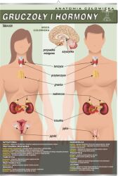 Gruczoły i hormony