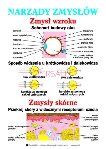 Anatomia i fizjologia człowieka zestaw 20 plansz