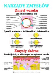 Anatomia i fizjologia człowieka zestaw 20 plansz