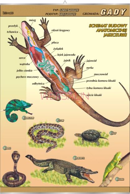 Gady - budowa anatomiczna