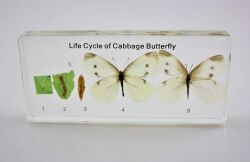 Okazy w akrylu - cykl rozwoju motyla