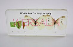 Okazy w akrylu - cykl rozwoju motyla