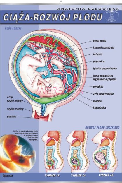 Ciąża - rozwój płodu ludzkiego