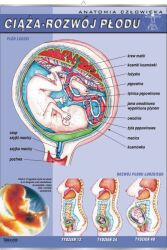 Ciąża - rozwój płodu ludzkiego